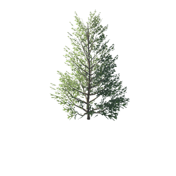 Spruce 03